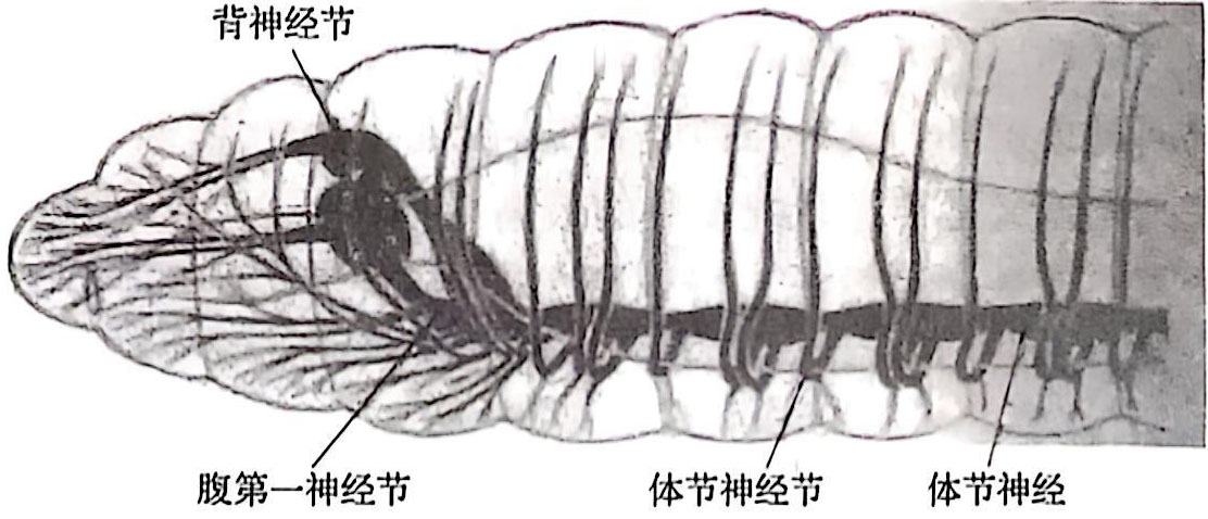 图1-1 蚯蚓的链状神经系统 蚯蚓的链状神经系统