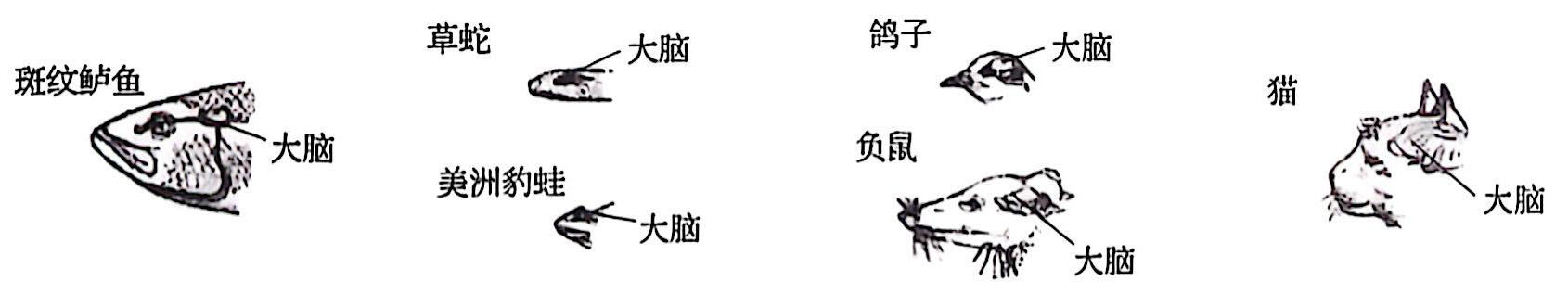 图1-2 脊椎动物的脑进化 脊椎动物的脑进化