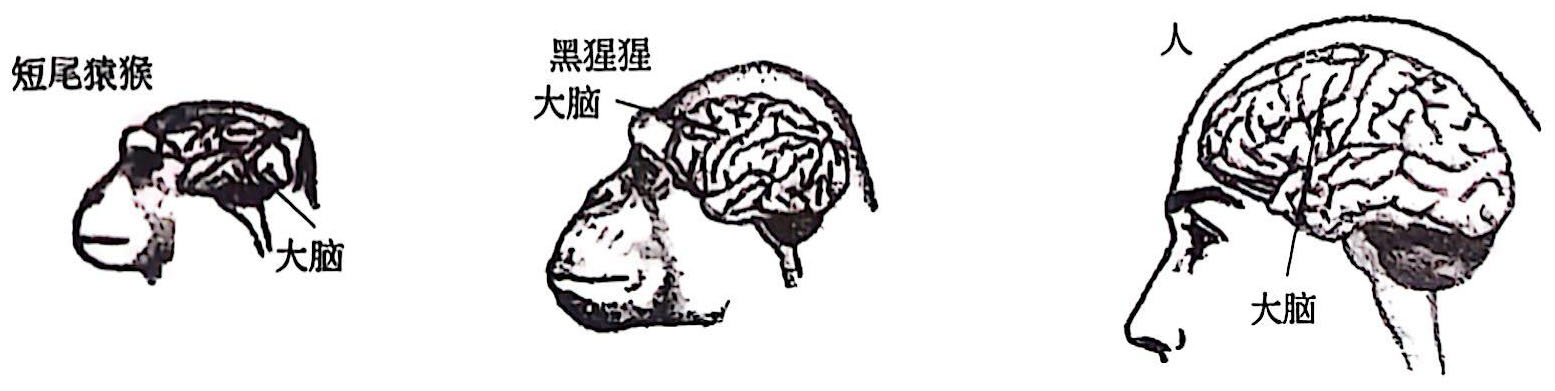 图1-3 灵长类动物和人的脑进化 灵长类动物和人的脑进化