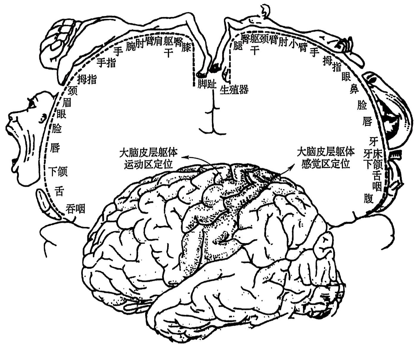 大脑皮层躯体感觉中枢和躯体运动中枢示意图