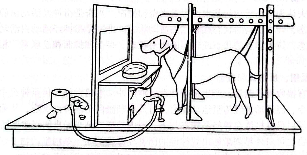 巴甫洛夫条件反射实验情景示意图