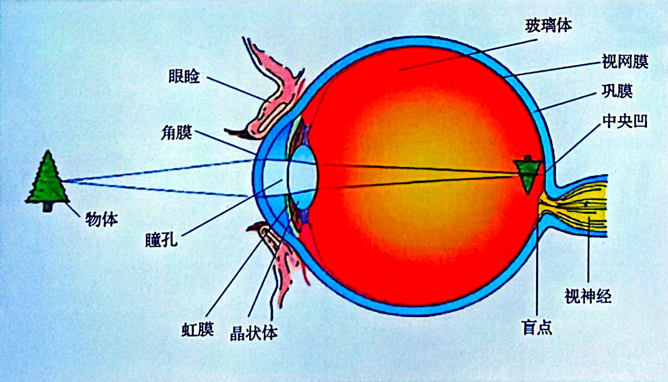 视觉器官示意图
